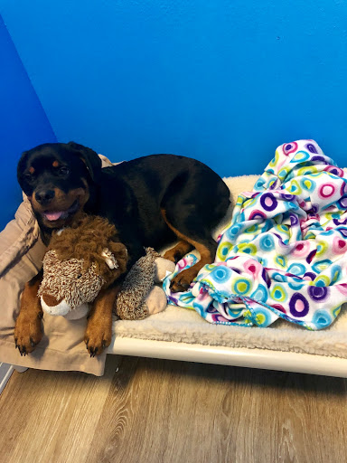 Pet Store «Bark Life Market», reviews and photos, 11220 Park Blvd N, Seminole, FL 33772, USA