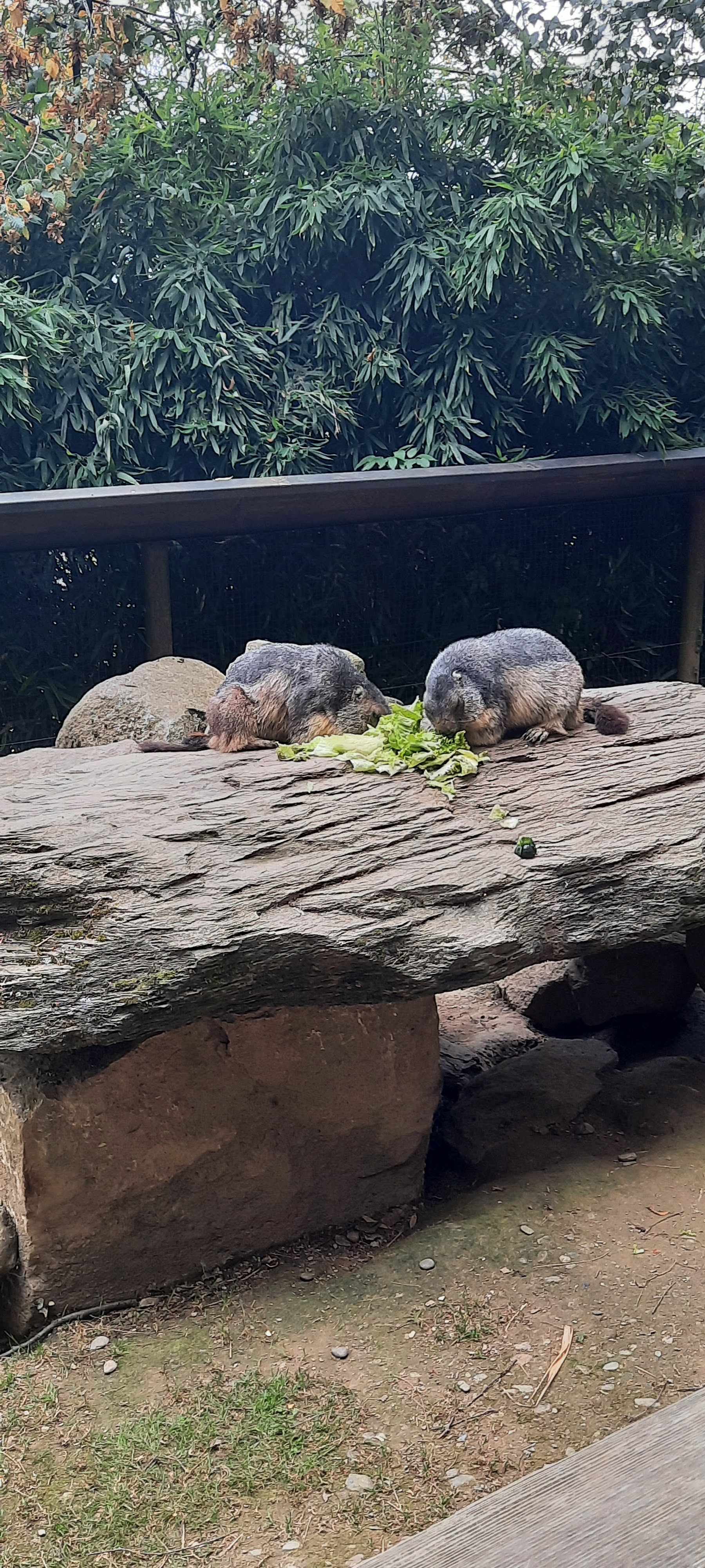 Photo n° 4 de l'avis de Magali.i fait le 17/08/2023 à 19:40