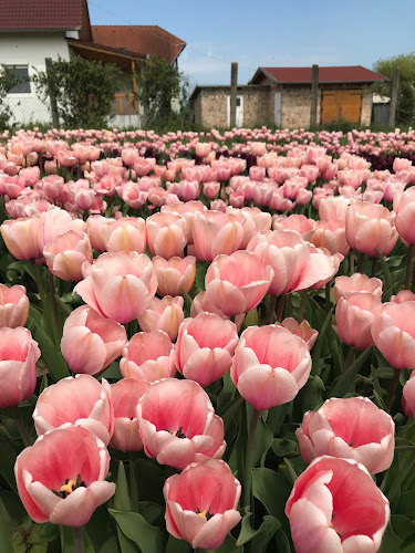 Tulipgarden Balaton - Kertészkedő