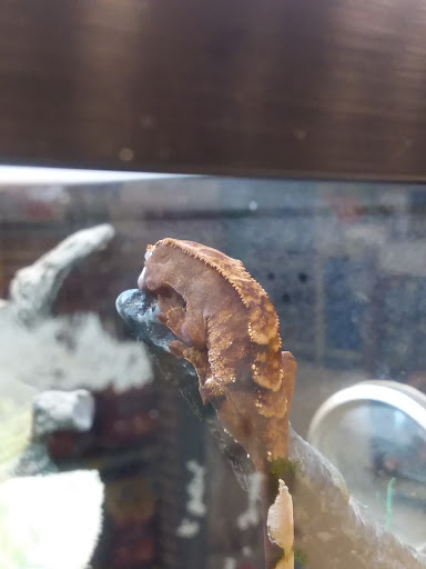 Pet Supply Store «PetSmart», reviews and photos, 1125 Hover St, Longmont, CO 80501, USA