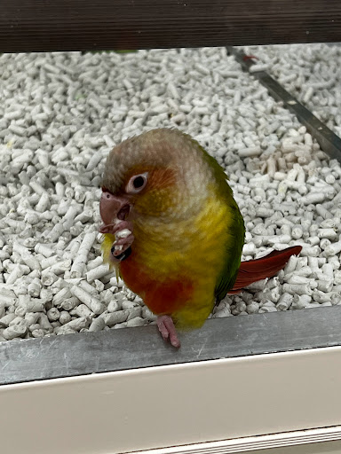 Pet Supply Store «PetSmart», reviews and photos, 1121 S Plaza Way, Flagstaff, AZ 86001, USA