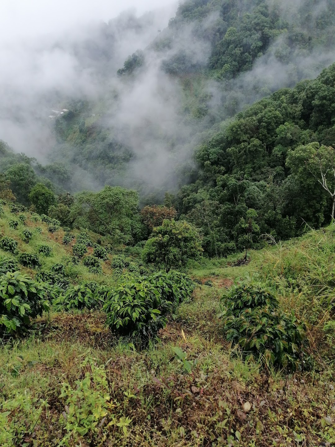 INSTITUCIÓN EDUCATIVA ANTONIO NARIÑO SEDE EL MIRADOR