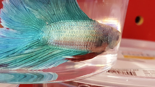 Pet Supply Store «Petco Animal Supplies», reviews and photos, 1694 Boston Rd, Springfield, MA 01129, USA