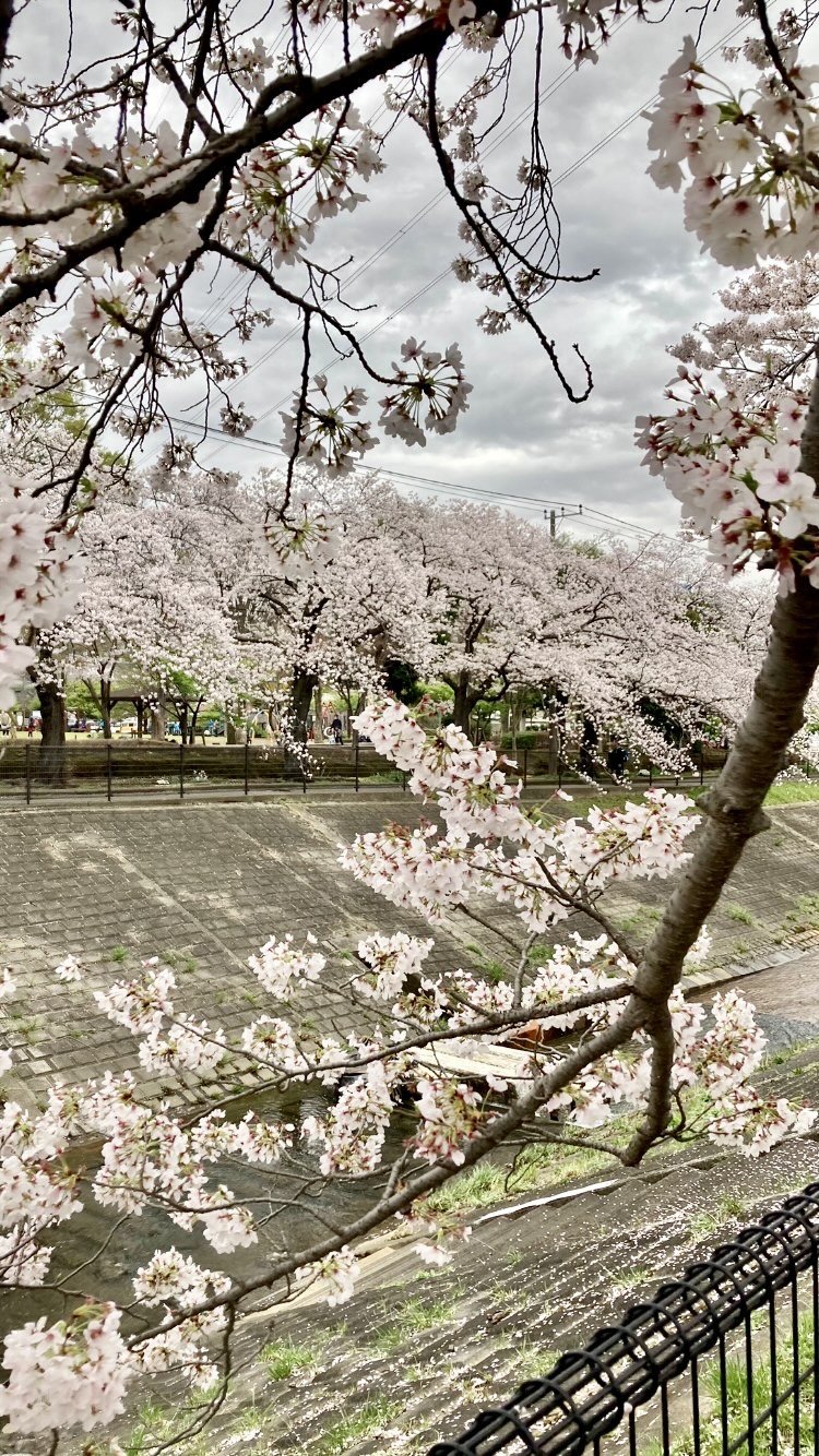 乞田川沿いの桜