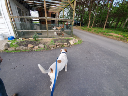 Common Sense For Animals