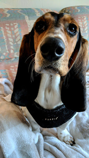 Pet Store «Perfect Pets», reviews and photos, 6840 S University Blvd #410, Centennial, CO 80122, USA