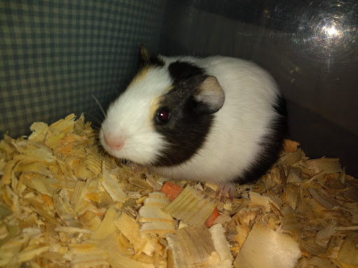 Pet Supply Store «PetSmart», reviews and photos, 8537 W Grand River Ave, Brighton, MI 48116, USA