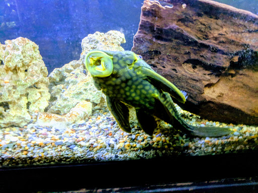 Tropical Fish Store «The Fish Store», reviews and photos, 2050 Chamblee Tucker Rd, Chamblee, GA 30341, USA