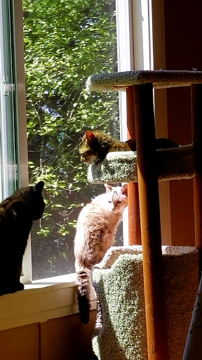 Pet Store «The Pet Works», reviews and photos, 240 14th St, Astoria, OR 97103, USA