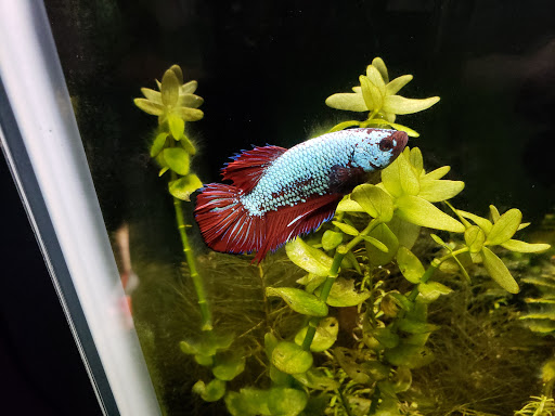 Pet Supply Store «Sonoma Pet and Aquatics», reviews and photos, 201 W Napa St #7, Sonoma, CA 95476, USA