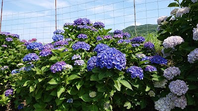 岩屋活性化センター