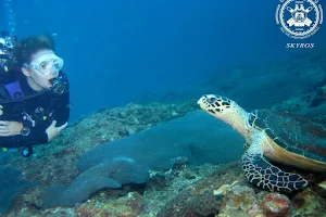 Gorgonia Diving image
