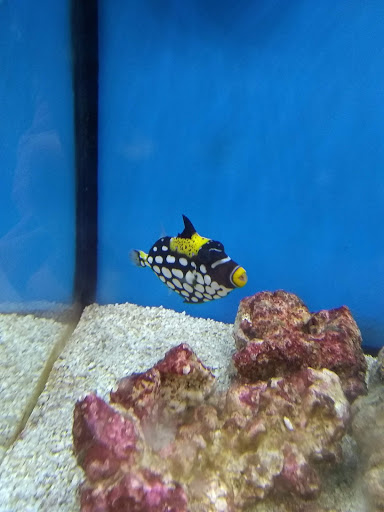 Pet Supply Store «Petco Animal Supplies», reviews and photos, 22511 TX-249, Houston, TX 77070, USA