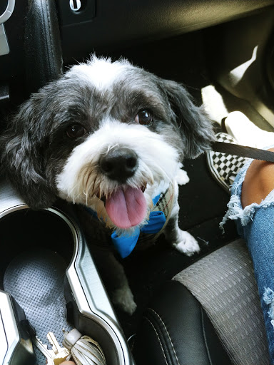 Pet Supply Store «Petco Animal Supplies», reviews and photos, 8111 W Broward Blvd, Plantation, FL 33324, USA