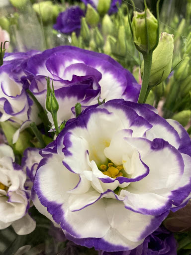 Florist «Sequoia Floral International», reviews and photos, 3245 Santa Rosa Ave, Santa Rosa, CA 95407, USA