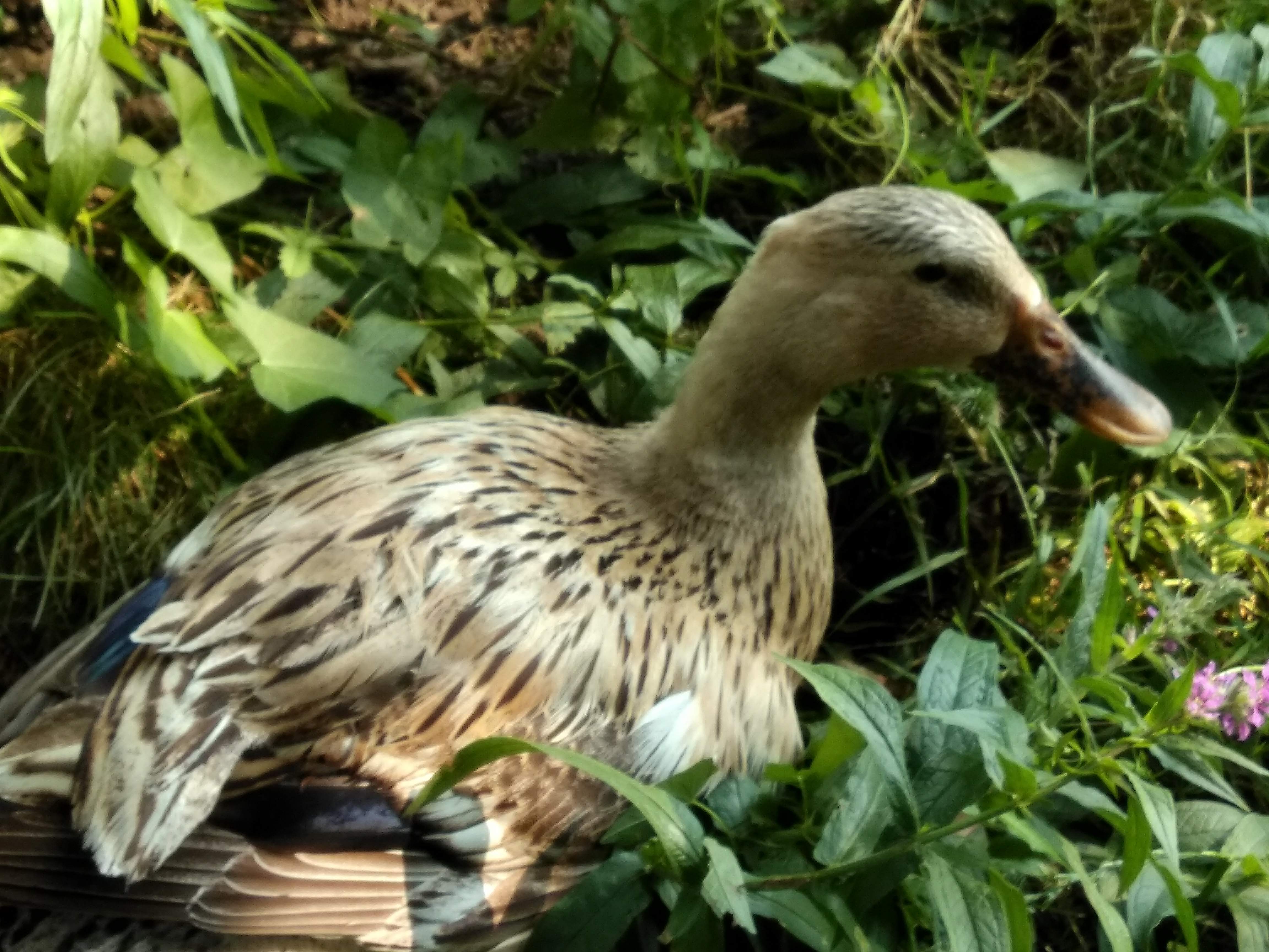 Photo n° 3 de l'avis de Lucas.e fait le 14/07/2018 à 19:44