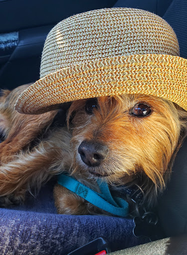 Jewelry Store «Tiffany & Co.», reviews and photos, 3333 Bristol St, Costa Mesa, CA 92626, USA