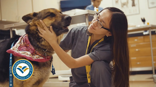 College «Carrington College», reviews and photos