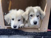 What The Fluff! By: Pooches and Paloma’s - Photo 5 - Car repair in , Rochester