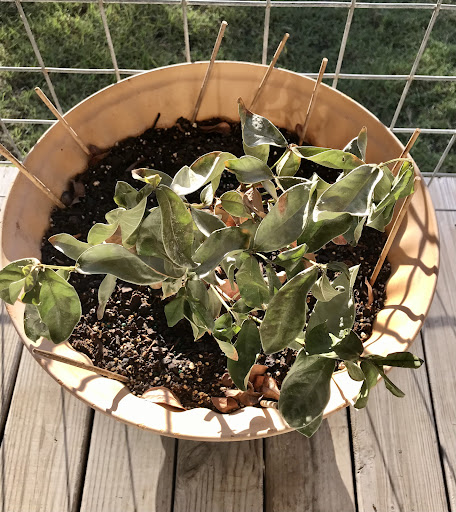 Hardware Store «Canyon Lake Ace Hardware», reviews and photos, 1150 FM2673, Canyon Lake, TX 78133, USA