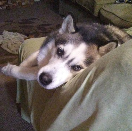 Dothan Animal Hospital: Ben Garrett DVM & Brad Harris DVM image