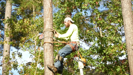 Amigo Tree Service Removal Stump Grinding Cary NC