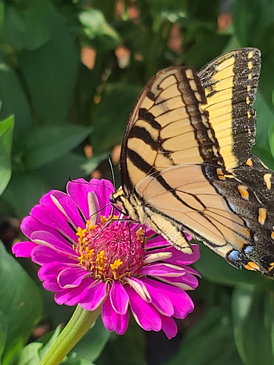 Farm «Jaemor Farms», reviews and photos, 5340 Cornelia Hwy, Alto, GA 30510, USA