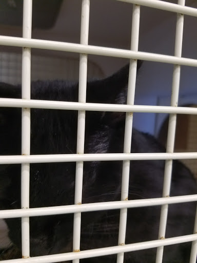 Pet Supply Store «Petco Animal Supplies», reviews and photos, 10315 E Shelby Dr, Collierville, TN 38017, USA