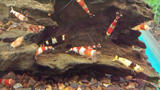 Pet Supply Store «Oddball Pets and Aquariums», reviews and photos, 262 Joseph St, Pittsburgh, PA 15227, USA