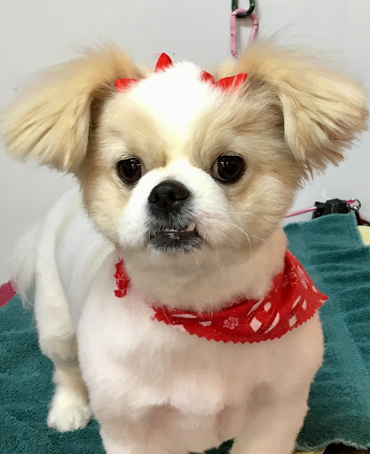 Pet Groomer «A Klassy Lassie, LLC», reviews and photos, 30 Old Jackson Rd, McDonough, GA 30252, USA