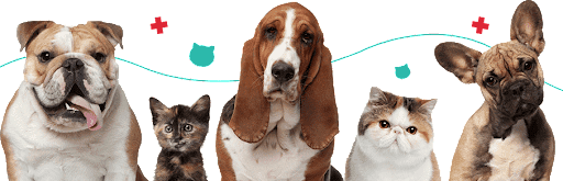 Kuka Freska - Hospital Veterinário 24 horas - Jardim Cica em Jundiaí - SP