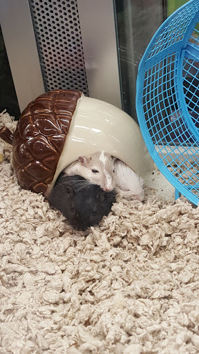 Pet Supply Store «Petco Animal Supplies», reviews and photos, 35 Fort Eddy Rd, Concord, NH 03301, USA