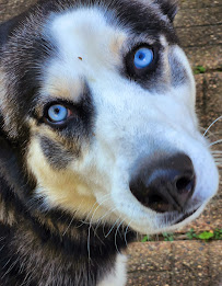 Petsitting By Diana - Photo 7 - Car repair in , Peoria