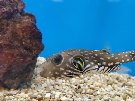Pet Supply Store «Petco Animal Supplies», reviews and photos, 200 Center Blvd S, Christiana, DE 19702, USA