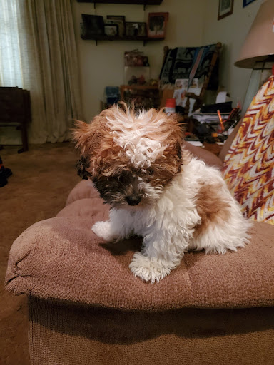 Pet Store «Perfect Pup Inc», reviews and photos, 2400 E Main St, St Charles, IL 60174, USA