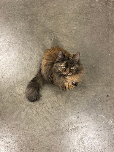 Pet Store «Harrison Pet Center», reviews and photos, 10517 Harrison Ave, Harrison, OH 45030, USA