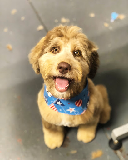 Pet Groomer «The Fetch House», reviews and photos, 130 W Washington St, Madison, GA 30650, USA