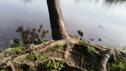 Park «Millennium Park», reviews and photos, 300 Gardner Street, West Roxbury, MA 02132, USA