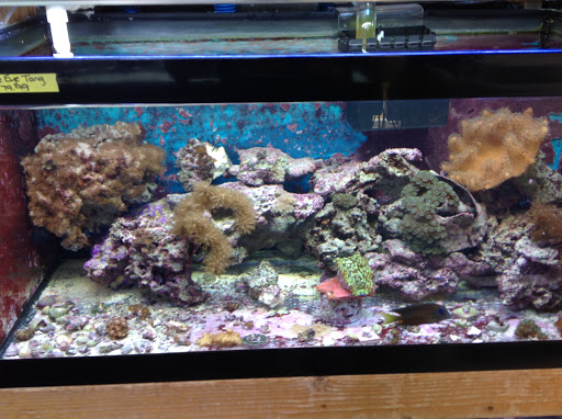 Tropical Fish Store «Marine Oasis», reviews and photos, 5340 W Ridge Rd, Spencerport, NY 14559, USA