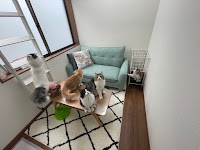 猫専門ブリーダーショップねこのわたあめ