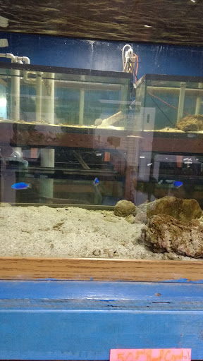 Pet Store «Exotic Fish», reviews and photos, 406 Northside Dr # F, Valdosta, GA 31602, USA