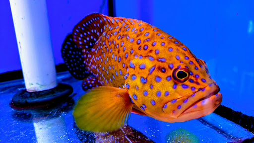 Pet Store «Suncoast Pets», reviews and photos, 7117 US-98, Panama City Beach, FL 32407, USA