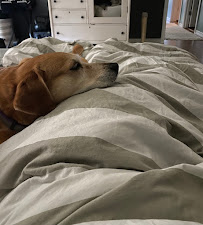 Happy Tails Pet Sitting - Photo 5 - Car repair in Santa Rosa Beach, FL, Panama City