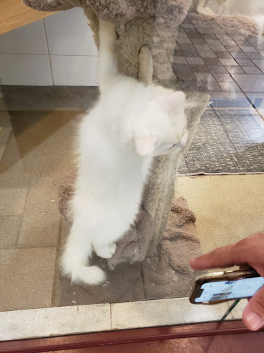 Pet Store «Gentle Jungle Pet Store», reviews and photos, 470 Lewis Ave, Meriden, CT 06451, USA