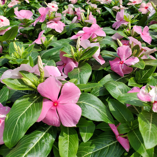 Plant Nursery «HOUSTON PLANTS & GARDEN WORLD», reviews and photos, 16726 North Fwy, Houston, TX 77090, USA