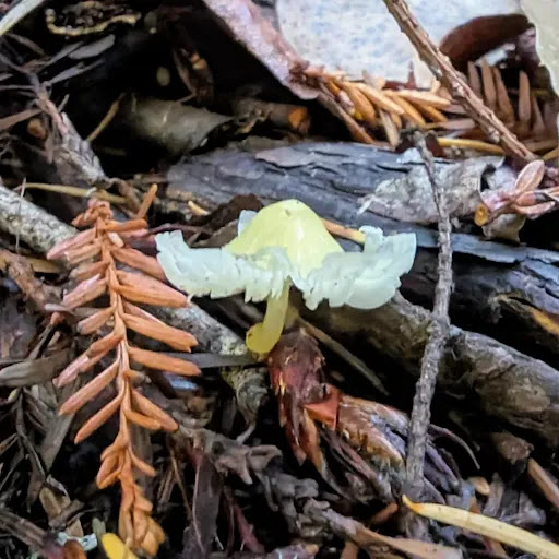 Soquel Demonstration State Forest image