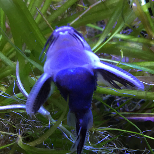 Aquarium «Sea Oddities», reviews and photos, 128 Broad St, Kingsport, TN 37660, USA