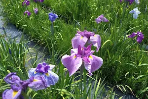 Yagyu Hana-shobu-en （Japanese Iris garden) image