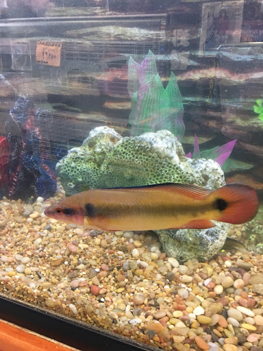 Pet Supply Store «PETNJOY - GARDENA», reviews and photos, 15515 Normandie Ave, Gardena, CA 90247, USA