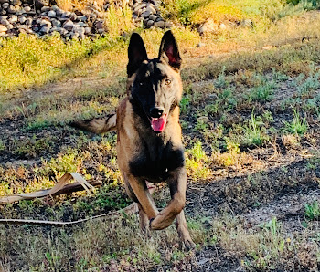 Desert Winds Dog Training 